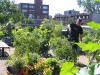 le jardin en août / Garden in August